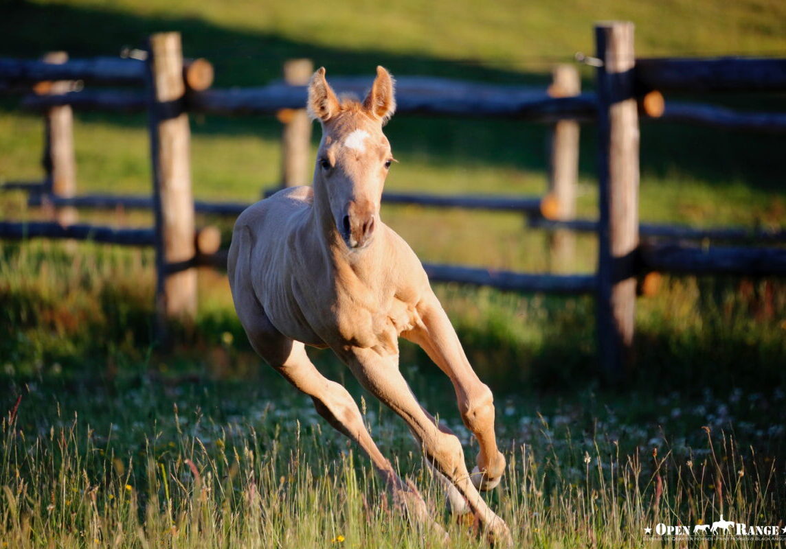 Open Range Best Of - 100