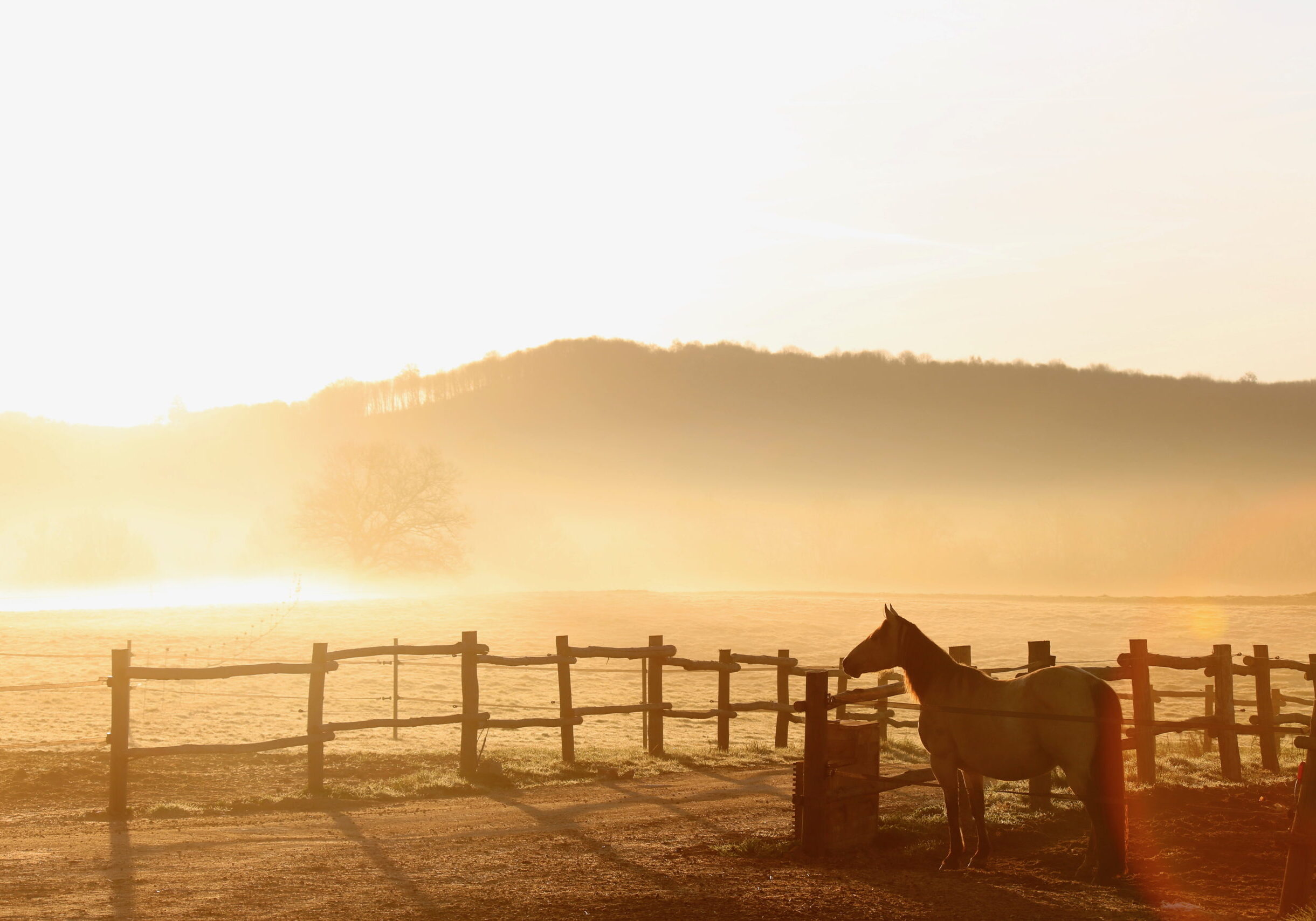 Naissance Donna - avril 2015