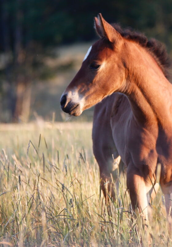 Open Range Best Of - 158