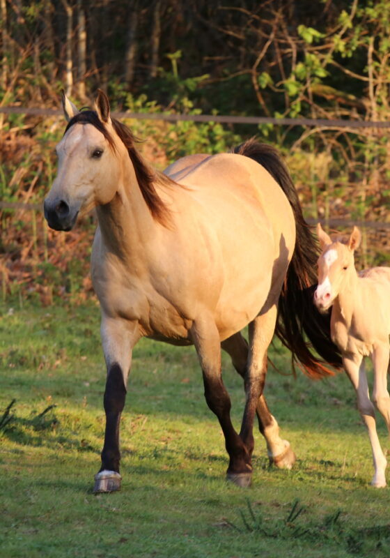 Open Range Best Of - 37