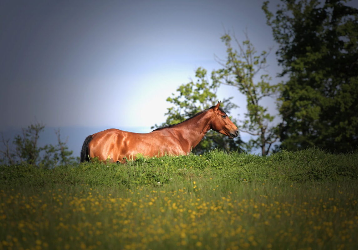 Open Range Best Of - 63